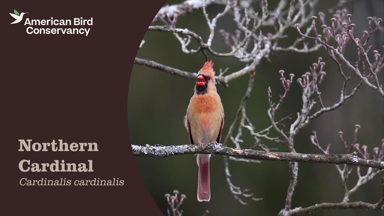 Pennington Pride Red Bird Blend