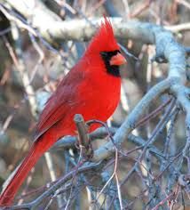 Pennington Pride Red Bird Blend