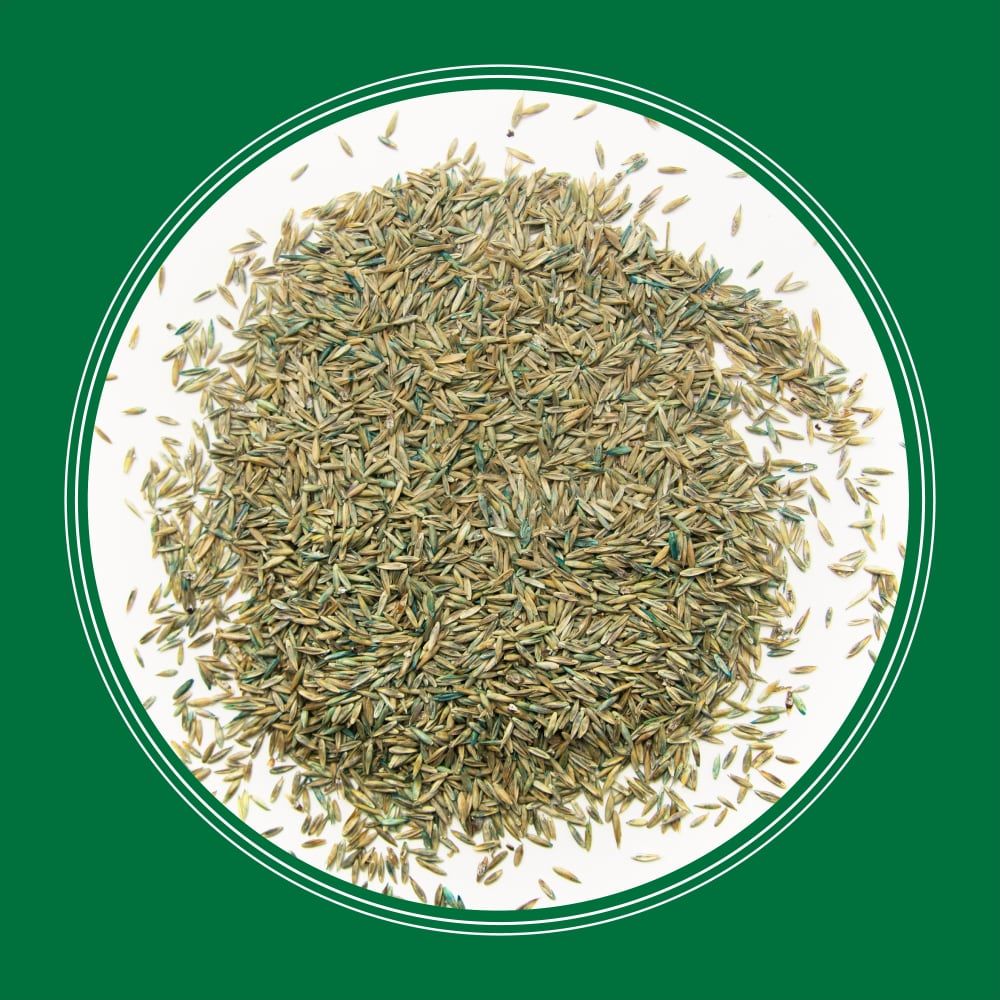 Pennington® Smart Seed® Pro Tri Fescue Tall Fescue