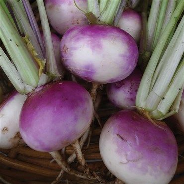 Wetsel Seed⢠Purple Top White Globe Turnips