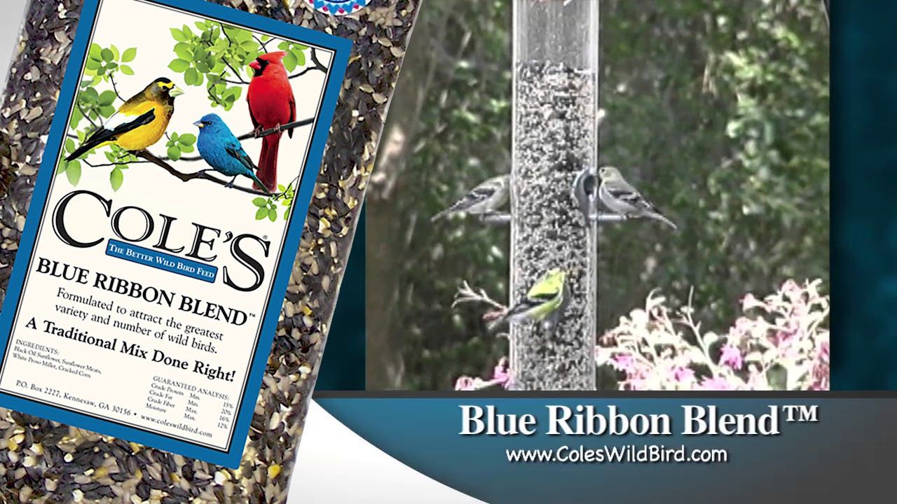 Cole's® Blue Ribbon Blend