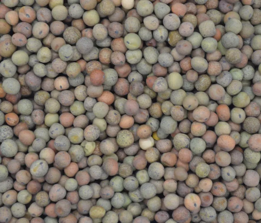 Wetsel Seed™ Austrian Winter Peas