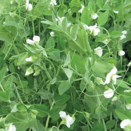 Wetsel Seed™ Austrian Winter Peas