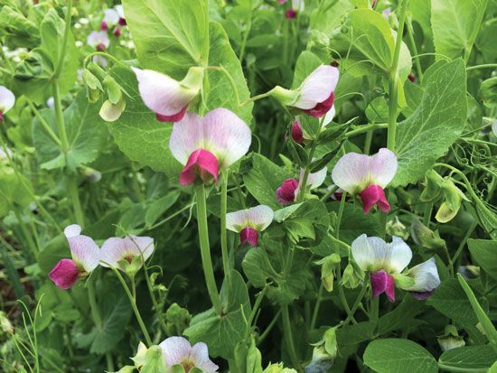 Wetsel Seed™ Austrian Winter Peas