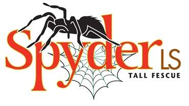 Spyder 2 LS Tall Fescue Seed Spyder 2 LS Tall Fescue Seed