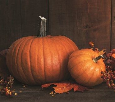 Wetsel Seed™ Heirloom Connecticut Field Pumpkins