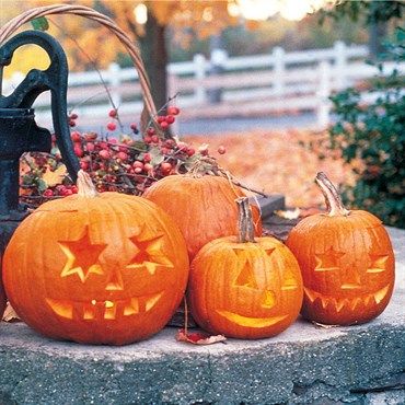 Wetsel Seed™ Jack-O-Lantern Pumpkins