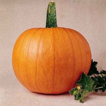Wetsel Seed™ Mammoth Gold Pumpkins