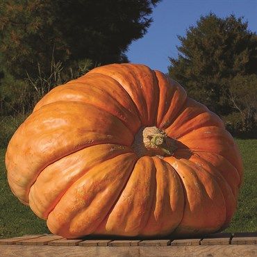 Wetsel Seed™ Mammoth Gold Pumpkins