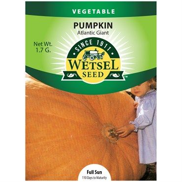 Wetsel Seed™ Mammoth Gold Pumpkins
