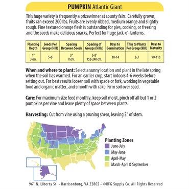 Wetsel Seed™ Mammoth Gold Pumpkins