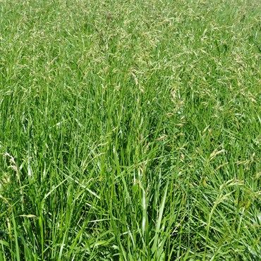 Mustang 4 Turf-Type Tall Fescue Seed