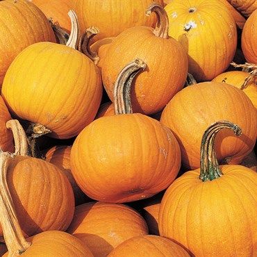 Wetsel Seed™ Small Sugar Pie Pumpkins
