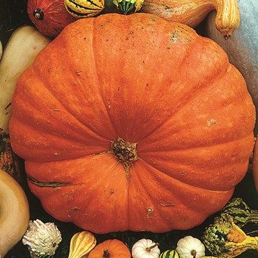 Wetsel Seed™ Big Max Pumpkins