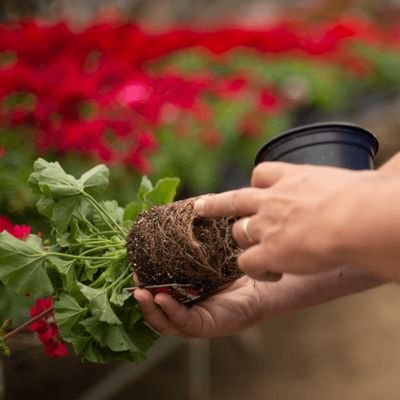 PRO-MIX® FPX AGTIV® DEFEND™ Fine Plug Growing Medium