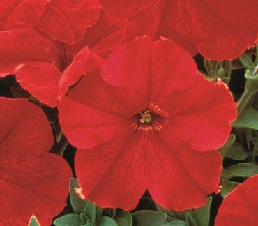 Wetsel Seed™ Supercascade Red Petunia (150 seeds)