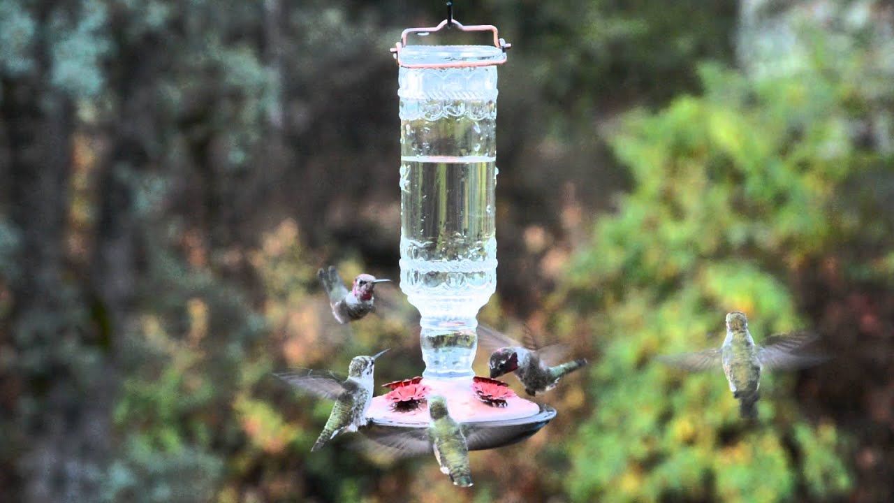 Perky-Pet® Antique Bottle Glass Hummingbird Feeder