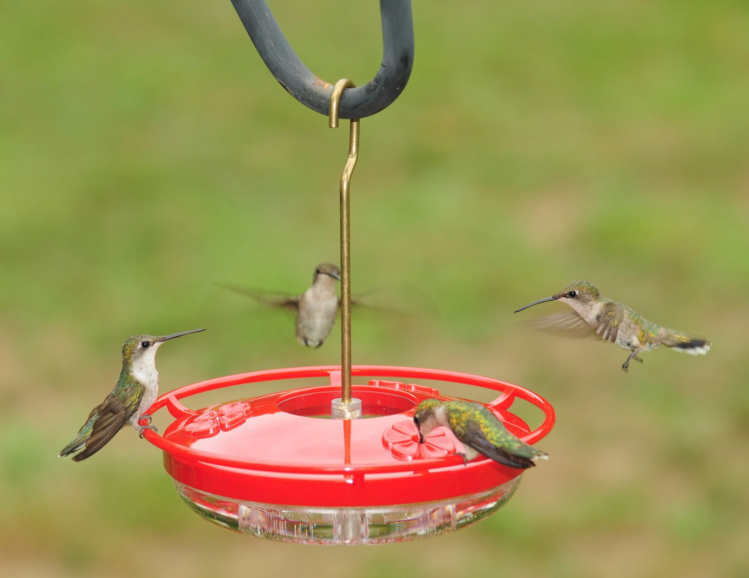 Aspects® HummZinger® HighView® Mini Hummingbird Feeder