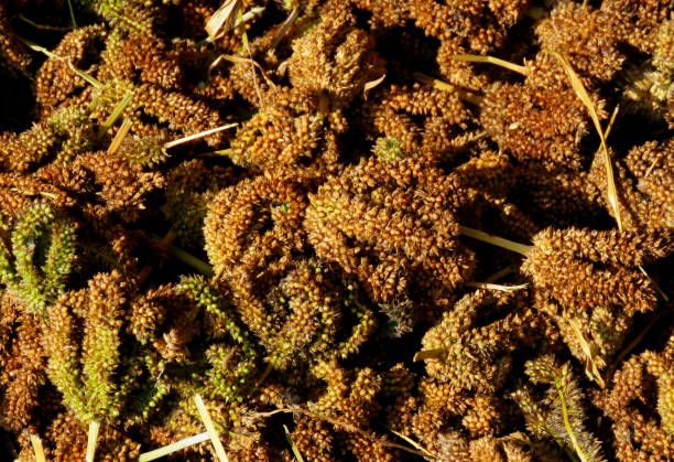 Wetsel Seed™ Japanese Millet
