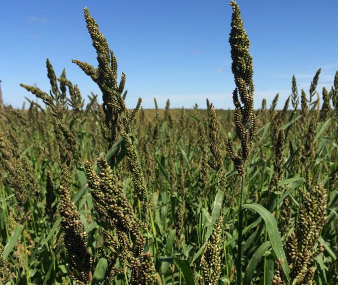 Wetsel Seed™ Japanese Millet