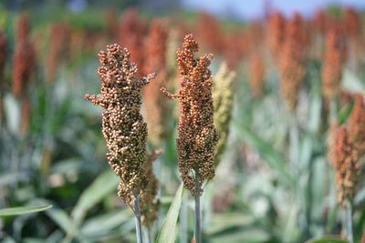 Wetsel Seed™ Japanese Millet