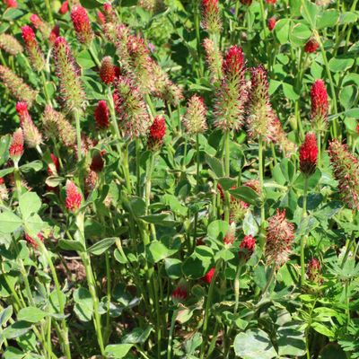 Pennington® Crimson Clover Seed (50 lbs)