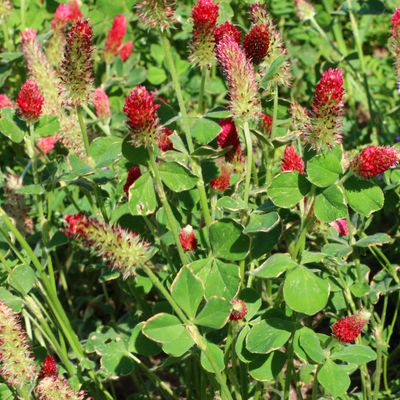 Pennington® Crimson Clover Seed (50 lbs)