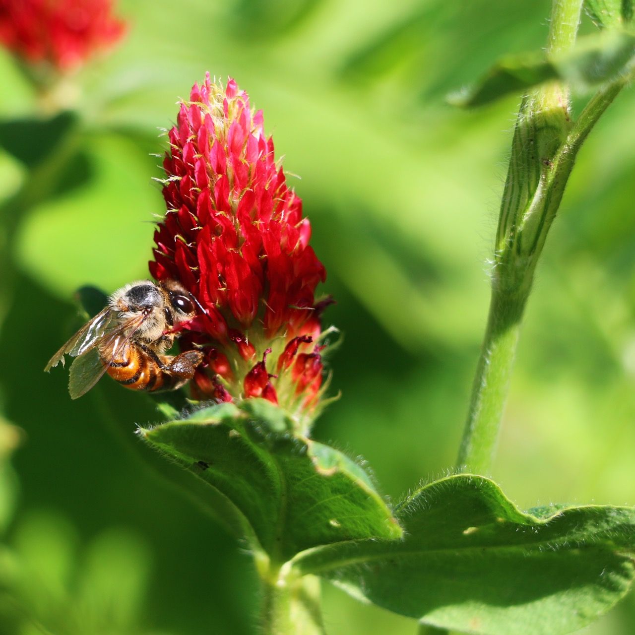 Pennington® Crimson Clover Seed (50 lbs)