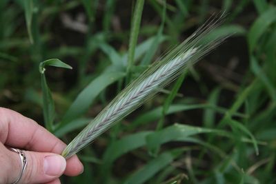 PenningtonĀ® Rye Rymin Grain