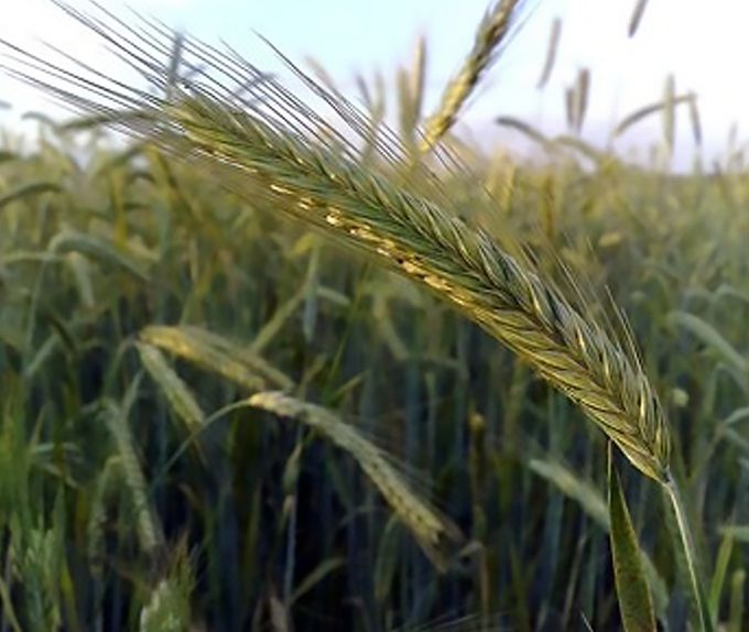 Pennington® Rye Rymin Grain