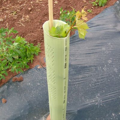 TubexĀ® Combitube Tree Shelters