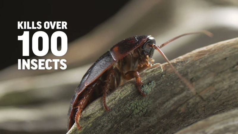 Amdro® Quick Kill® Lawn Insect Killer Granules