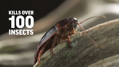 Amdro® Quick Kill® Lawn Insect Killer Granules