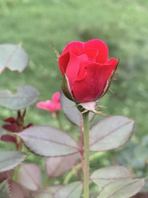 Miracle-Gro® Water Soluble Rose Plant Food