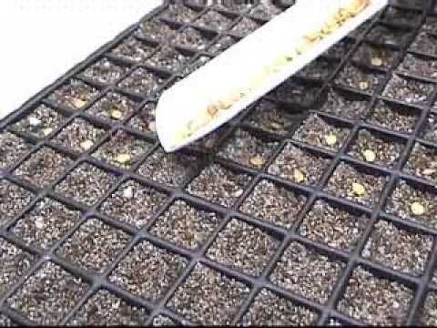 Gromor Vibro Battery Powered Hand Seeder