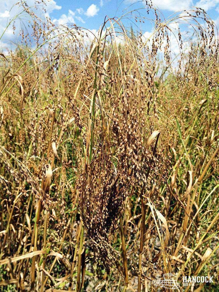 Wetsel Seed™ Proso White Millet for Seeding