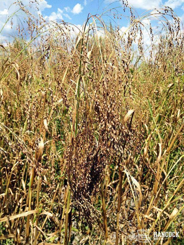 Wetsel Seed™ Proso White Millet for Seeding
