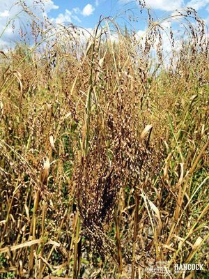 Wetsel Seed™ Proso White Millet for Seeding