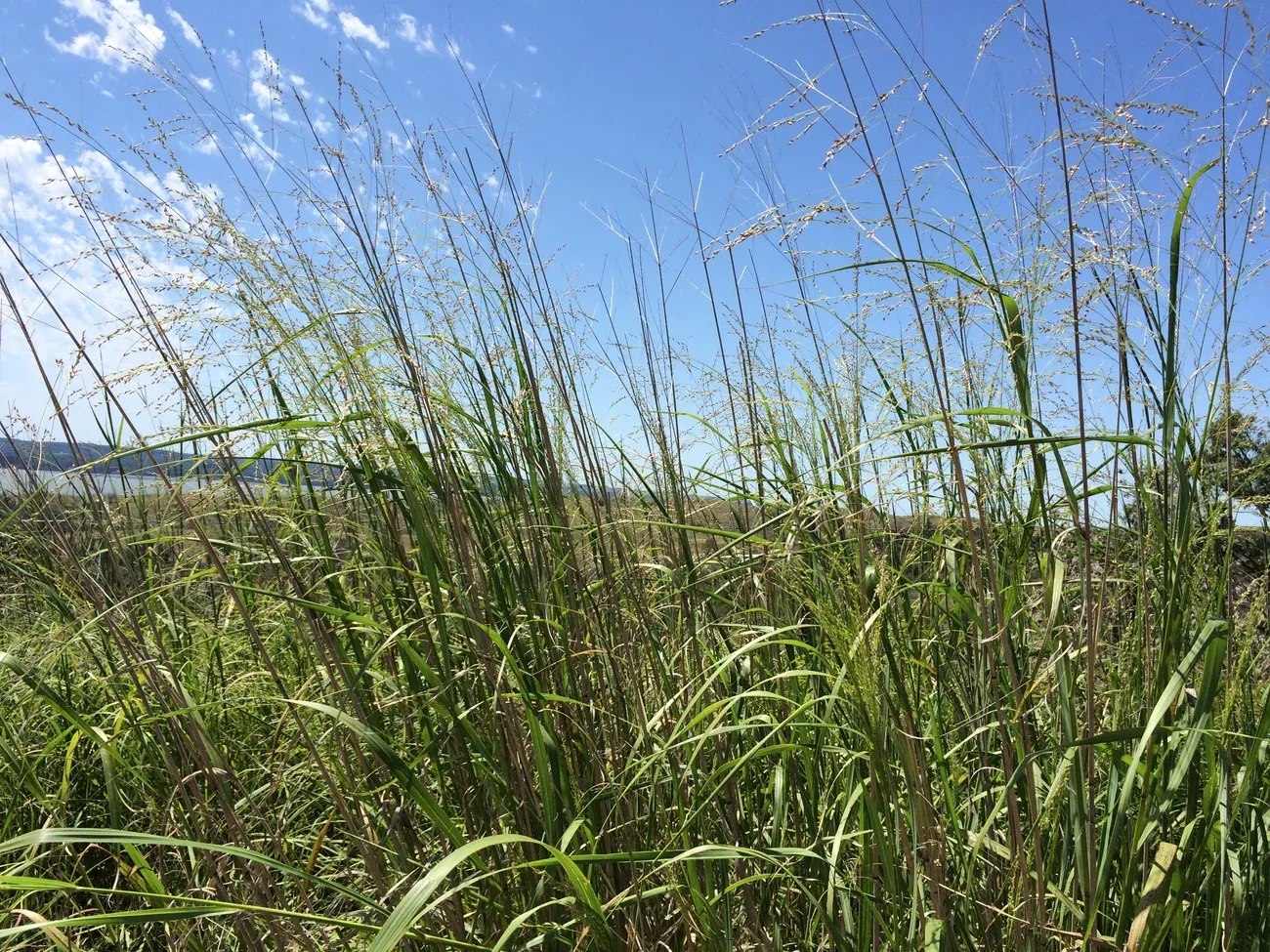 Wetsel Seed™ Proso White Millet for Seeding