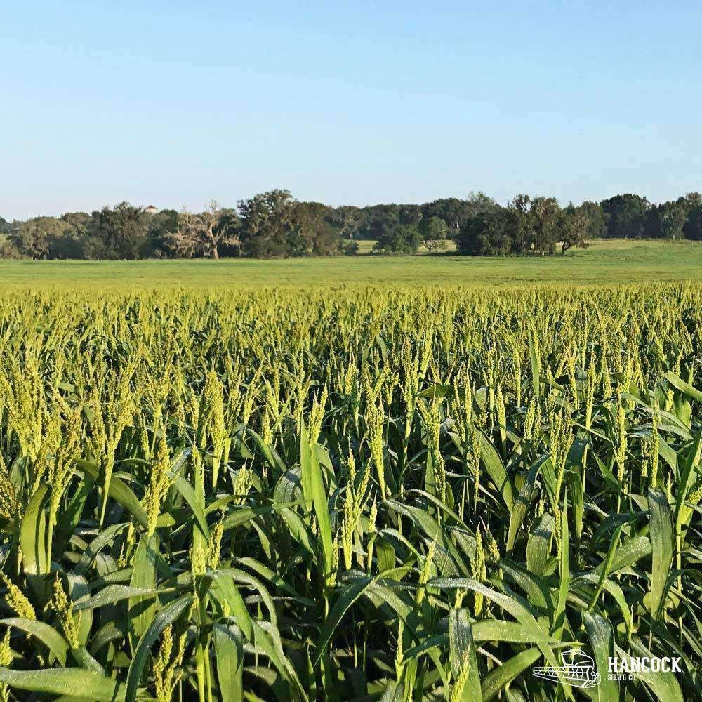 Wetsel Seed™ Proso White Millet for Seeding
