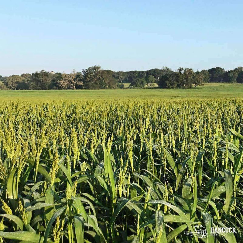 Wetsel Seed™ Proso White Millet for Seeding