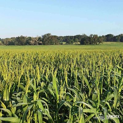 Wetsel Seed™ Proso White Millet for Seeding
