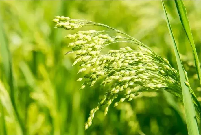 Wetsel Seed™ Proso White Millet for Seeding