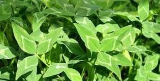 Pennington® Yuchi Arrowleaf Seed