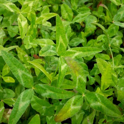 Pennington® Yuchi Arrowleaf Seed