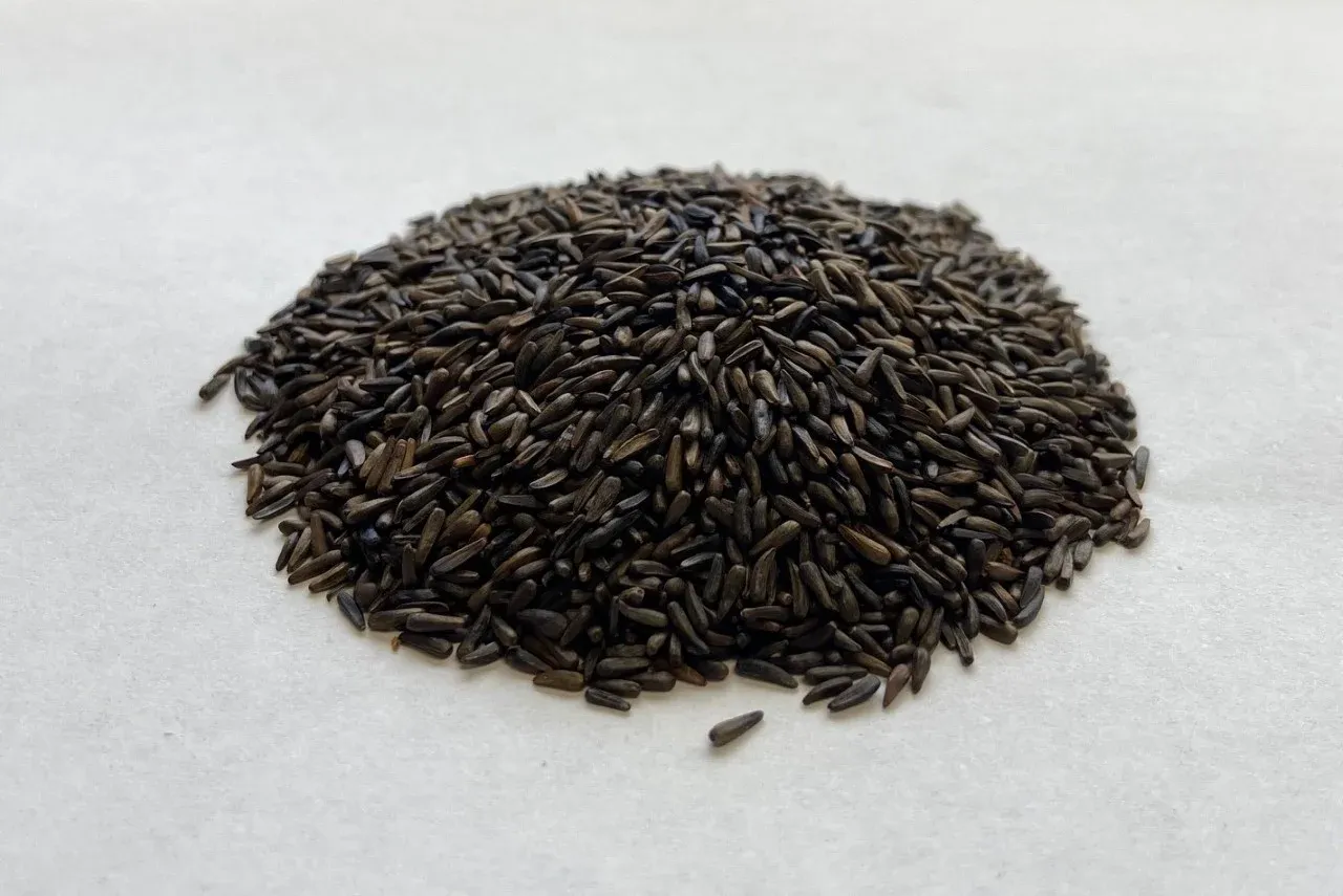 Wetsel Seed™ Nyjer Seed