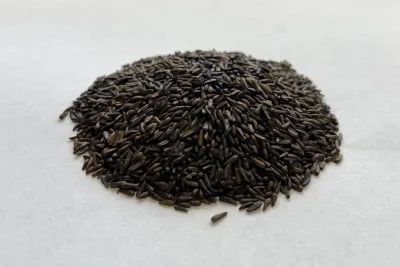 Wetsel Seed™ Nyjer Seed Wetsel Seed™ Nyjer Seed