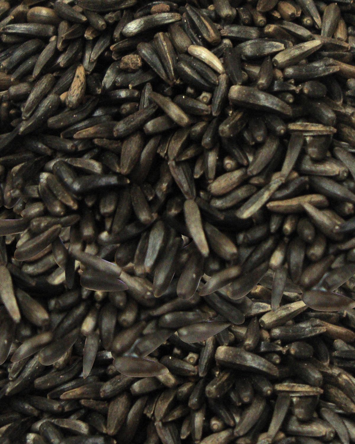 Wetsel Seed™ Nyjer Seed