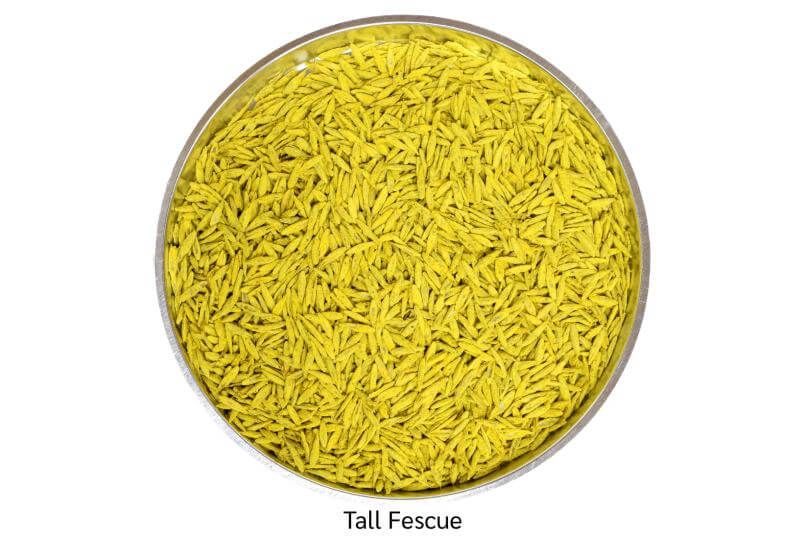 Smith Seed Titan Rx Turf-Type Tall Fescue