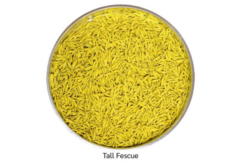 Smith Seed Titan Rx Turf-Type Tall Fescue
